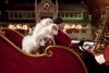 Santa Paws 2: The Santa Pups picture