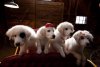 Santa Paws 2: The Santa Pups picture