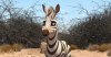 Khumba picture