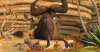 Khumba picture