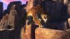 Khumba picture