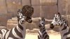 Khumba picture