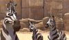 Khumba picture