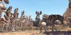 Khumba picture