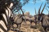 Khumba picture