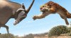 Khumba picture