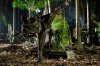 Ninja: Shadow of a Tear picture