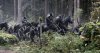 Dawn of the Planet of the Apes picture