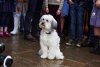 Pudsey the Dog: The Movie picture