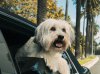 Pudsey the Dog: The Movie picture