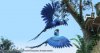 Rio 2 picture