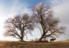 The Homesman picture