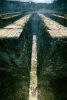 The Maze Runner picture