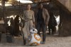 Star Wars: The Force Awakens picture