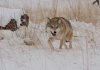 Wolf Totem picture