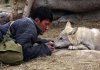 Wolf Totem picture