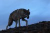 Wolf Totem picture