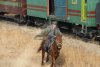 Railroad Tigers picture