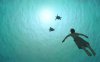 The Red Turtle picture