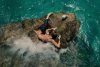 The Shallows picture