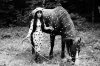Kusama: Infinity picture