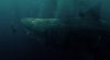The Meg picture