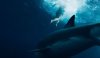 Shark Bait picture