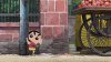 Crayon Shin-chan the Movie: Super Hot! The Spicy Kasukabe Dancers picture