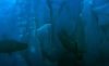 Kraken picture