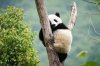 Moon The Panda picture