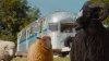 The Sheep Detectives picture