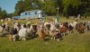 The Sheep Detectives picture