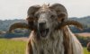 The Sheep Detectives picture
