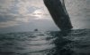 Whalefall picture