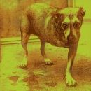 อัลบัม Alice In Chains