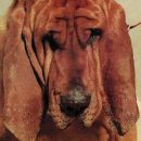อัลบัม Goodbye Bread
