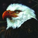 อัลบัม The Hawk Is Howling