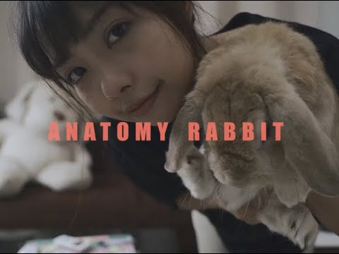 เนื้อเพลง แอบหวัง (App Wang) | อนาโตมี่ แรบบิต Anatony Rabbit | เพลงไทย
