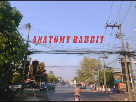 เนื้อเพลง Happy Valentine's Day | อนาโตมี่ แรบบิต Anatony Rabbit | เพลงไทย