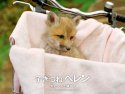 Helen The Baby Fox wallpaper