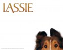 Lassie wallpaper