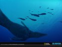 Sea Monsters: A Prehistoric Adventure wallpaper