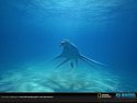 Sea Monsters: A Prehistoric Adventure wallpaper