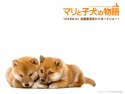 A Tale of Mari and Three Puppies wallpaper