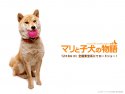 A Tale of Mari and Three Puppies wallpaper