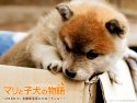 A Tale of Mari and Three Puppies wallpaper
