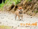 A Tale of Mari and Three Puppies wallpaper