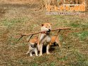 A Tale of Mari and Three Puppies wallpaper