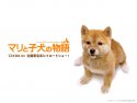 A Tale of Mari and Three Puppies wallpaper