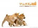 A Tale of Mari and Three Puppies wallpaper